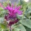 Monarda BEE-YOU BEE-PURE 'Monard0039' PBR