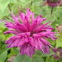 Monarda BEE-YOU BEE-PURE 'Monard0039' PBR