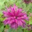 Monarda BEE-YOU BEE-PURE 'Monard0039' PBR