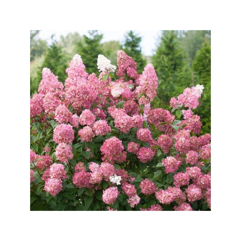 Hydrangea p. 'Pink Lady'