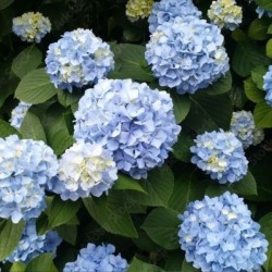 Hydrangea macrophylla...