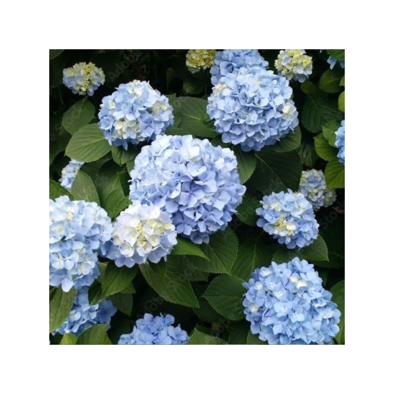 Hydrangea macrophylla 'Nikko Blue'