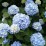 Hydrangea macrophylla 'Nikko Blue'