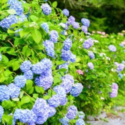Hydrangea macrophylla 'Nikko Blue'