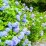 Hydrangea macrophylla 'Nikko Blue'