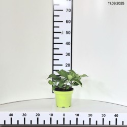 Hydrangea macrophylla 'Nikko Blue'