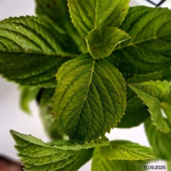 Hydrangea macrophylla 'Nikko Blue'