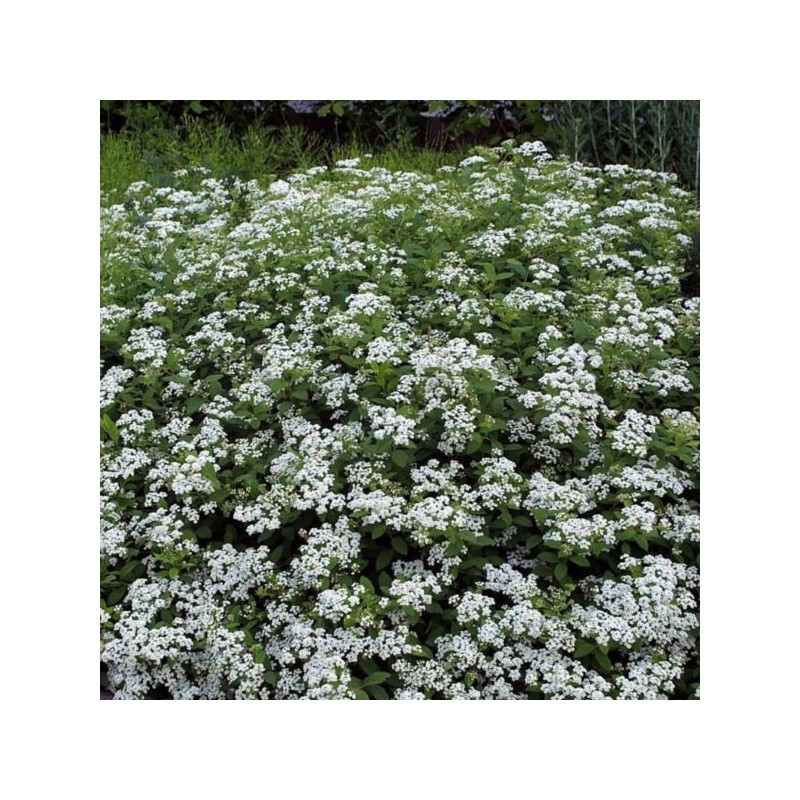 Spiraea decumbens