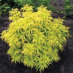 Sambucus nigra GOLDEN TOWER...