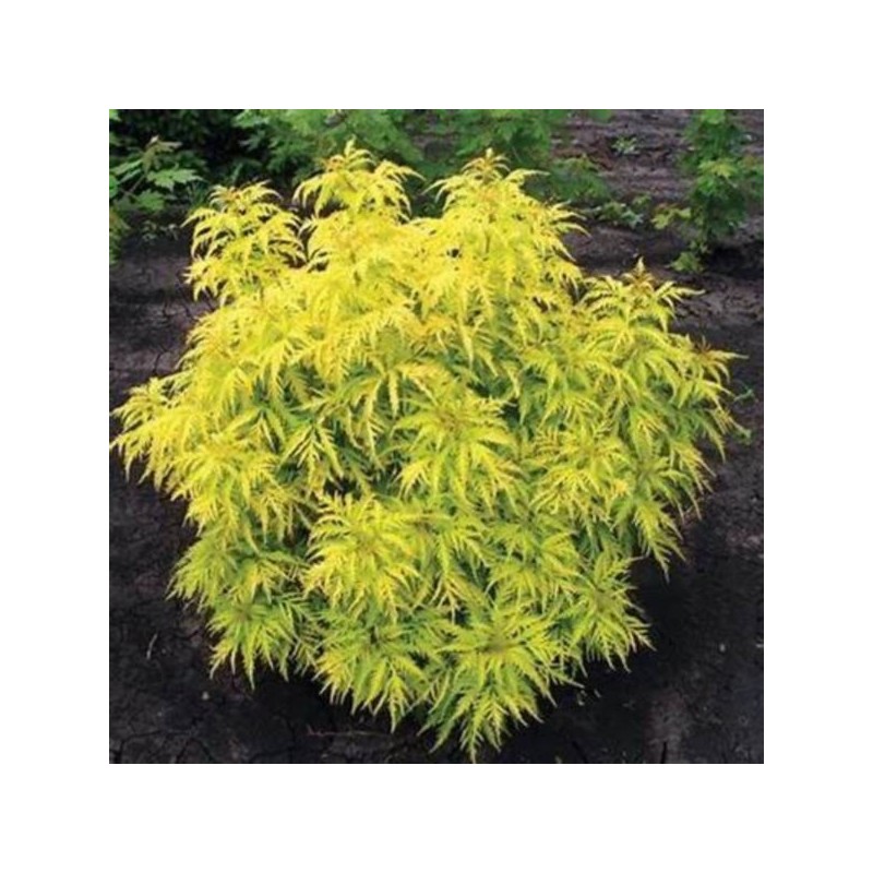 Sambucus nigra GOLDEN TOWER 'Jdeboer001' PBR
