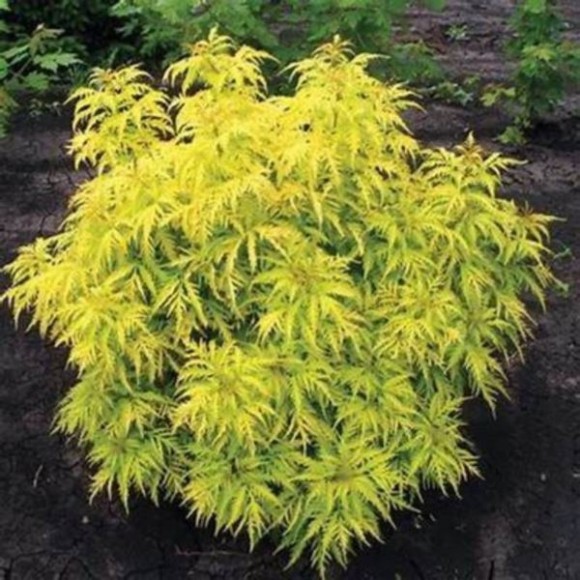 Sambucus nigra GOLDEN TOWER 'Jdeboer001' PBR