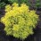 Sambucus nigra GOLDEN TOWER 'Jdeboer001' PBR