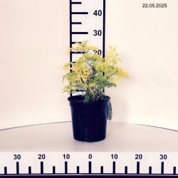 Sambucus nigra GOLDEN TOWER 'Jdeboer001' PBR