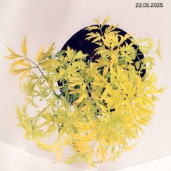 Sambucus nigra GOLDEN TOWER 'Jdeboer001' PBR