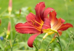 Hemerocallis 'Autumn Red'