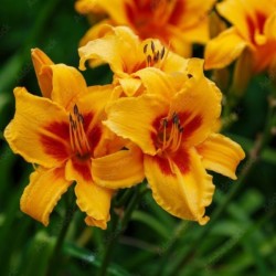 Hemerocallis 'Bonanza'