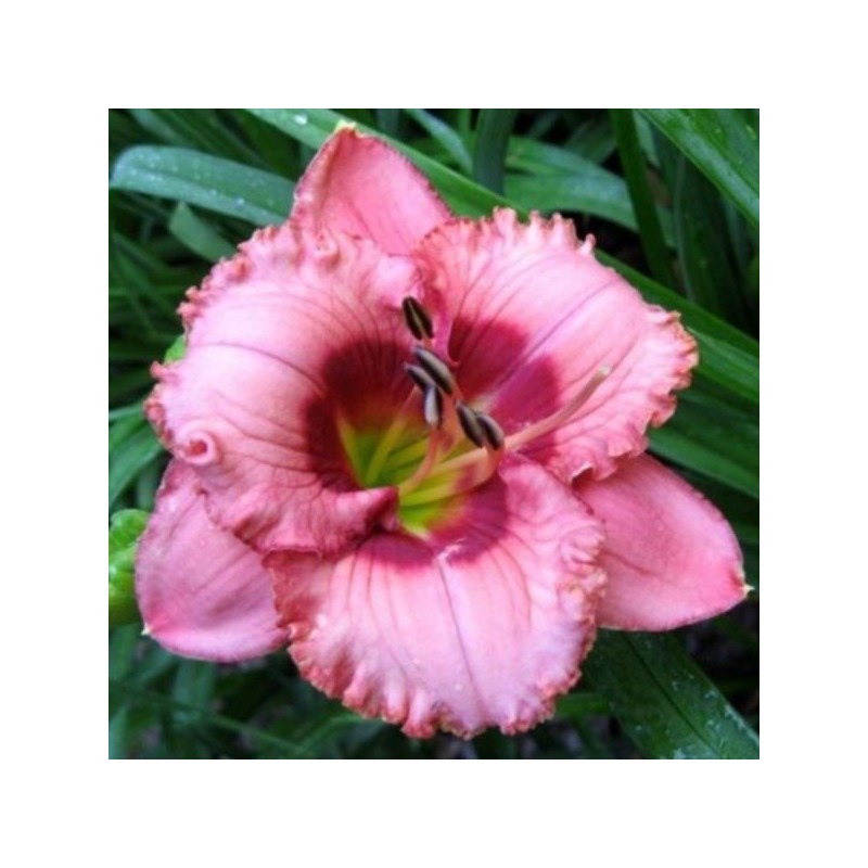 Hemerocallis 'Cherry Valentine'