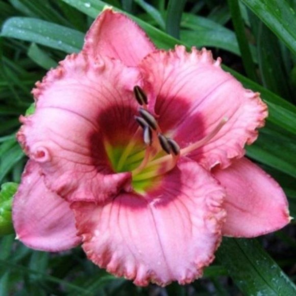 Hemerocallis 'Cherry Valentine'