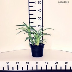 Hemerocallis 'Cherry Valentine'