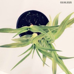 Hemerocallis 'Cherry Valentine'