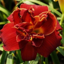 Hemerocallis 'Highland Lord'