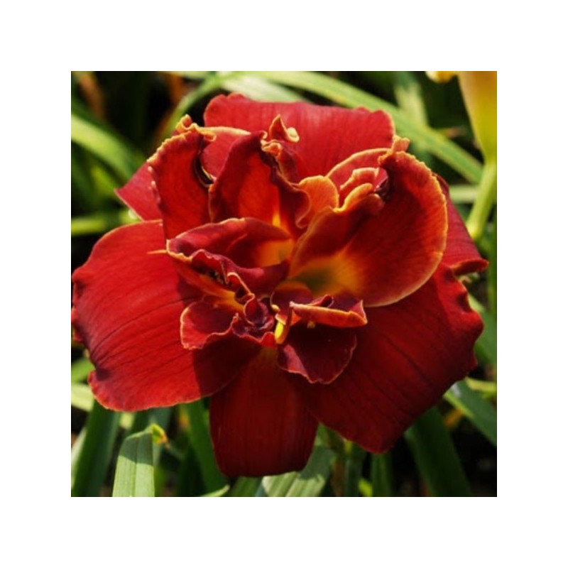 Hemerocallis 'Highland Lord'