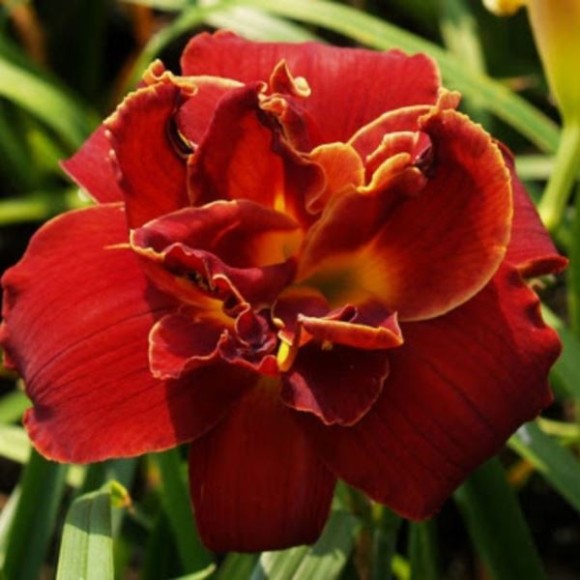 Hemerocallis 'Highland Lord'