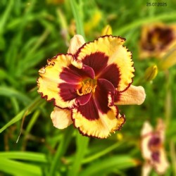 Hemerocallis 'Tiger Blood'