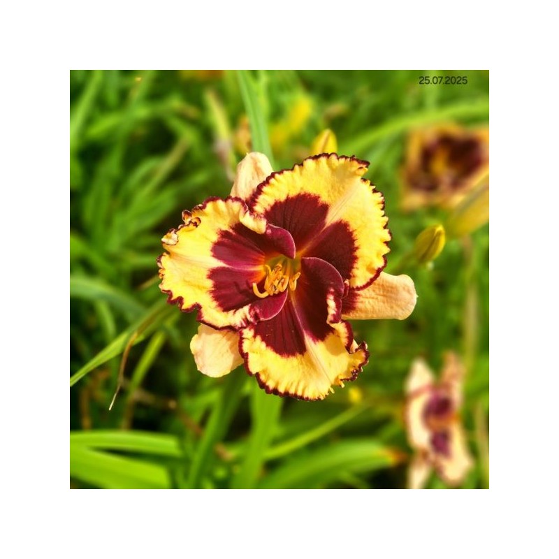 Hemerocallis 'Tiger Blood'