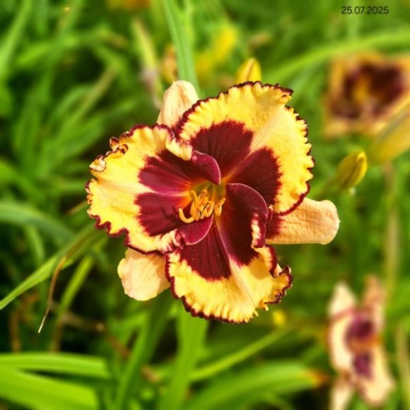 Hemerocallis 'Tiger Blood'