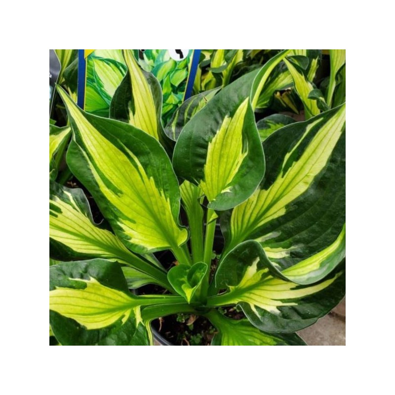 Hosta 'Colored Hulk'