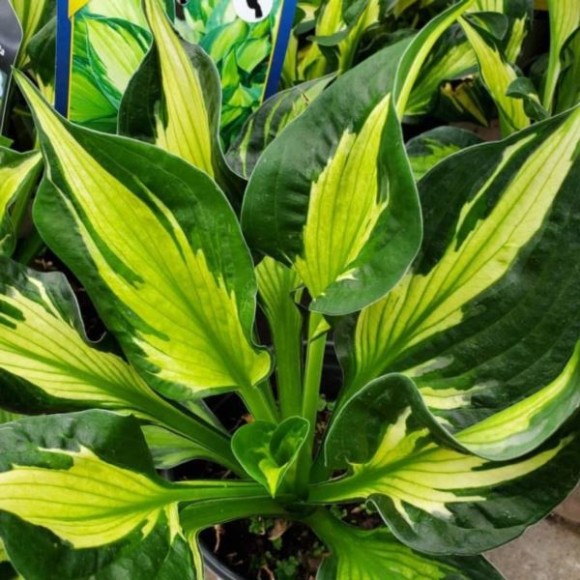 Hosta 'Colored Hulk'