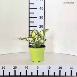 Hosta 'Colored Hulk'