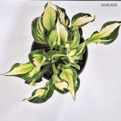 Hosta 'Colored Hulk'