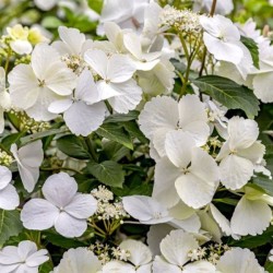 Hydrangea p. RUNAWAY BRIDE...