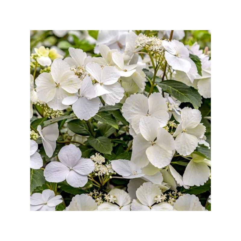 Hydrangea p. RUNAWAY BRIDE SNOW WHITE 'USHYD0405'
