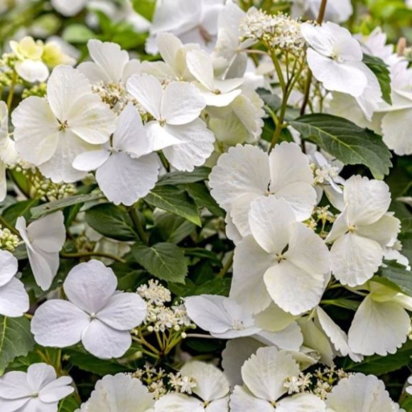 Hydrangea p. RUNAWAY BRIDE SNOW WHITE 'USHYD0405'