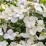 Hydrangea p. RUNAWAY BRIDE SNOW WHITE 'USHYD0405'