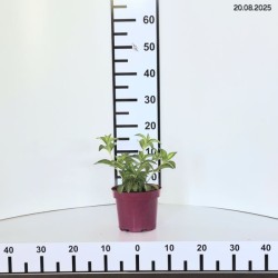 Hydrangea p. RUNAWAY BRIDE SNOW WHITE 'USHYD0405'