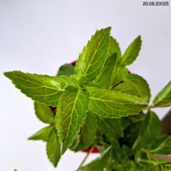 Hydrangea p. RUNAWAY BRIDE SNOW WHITE 'USHYD0405'