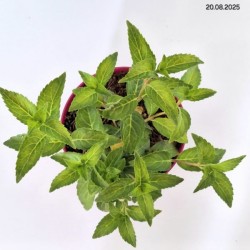 Hydrangea p. RUNAWAY BRIDE SNOW WHITE 'USHYD0405'