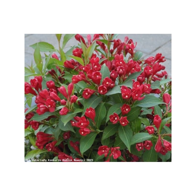 Weigela florida ALL SUMMER RED 'Slinco1' PBR