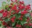 Weigela florida ALL SUMMER RED 'Slinco1' PBR