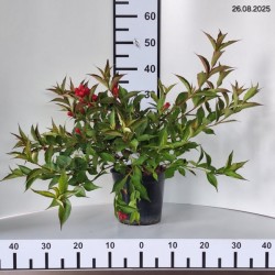 Weigela florida ALL SUMMER RED 'Slinco1' PBR