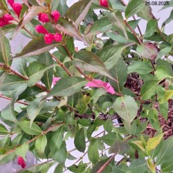 Weigela florida ALL SUMMER RED 'Slinco1' PBR