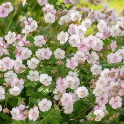 Geranium ×cantabrigiense...