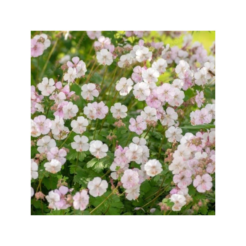 Geranium ×cantabrigiense 'Biokovo'