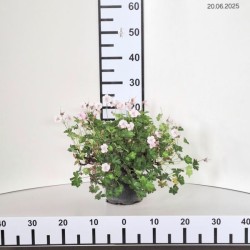 Geranium ×cantabrigiense 'Biokovo'