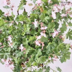 Geranium ×cantabrigiense 'Biokovo'