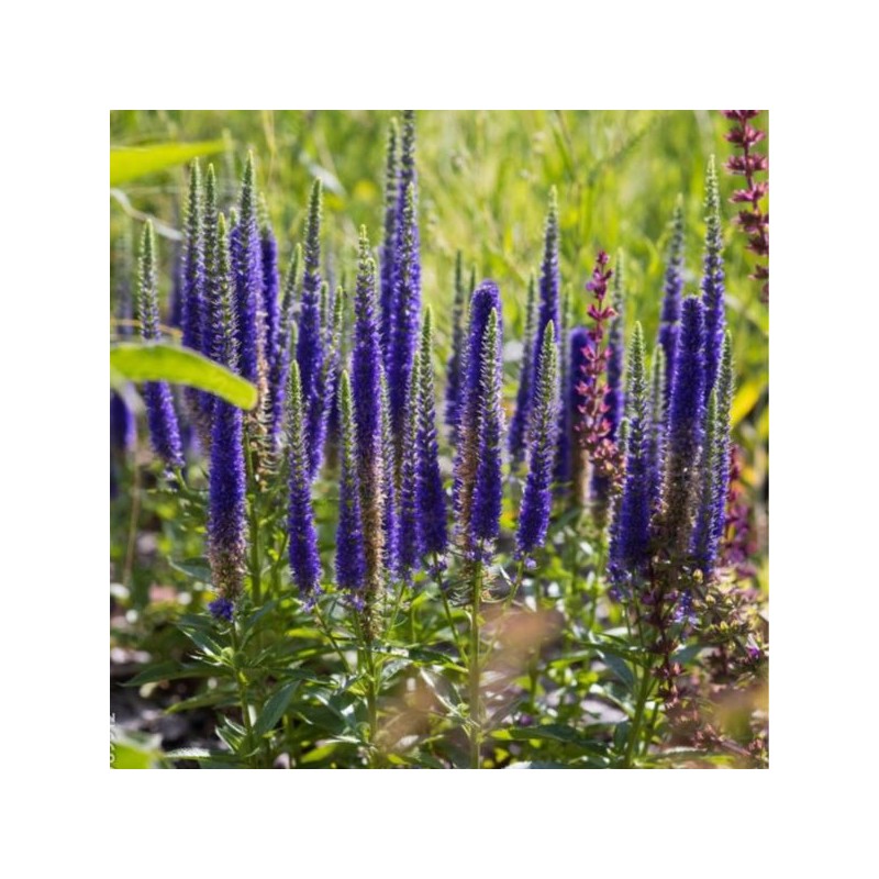 Veronica spicata 'Ulster Dwarf Blue'